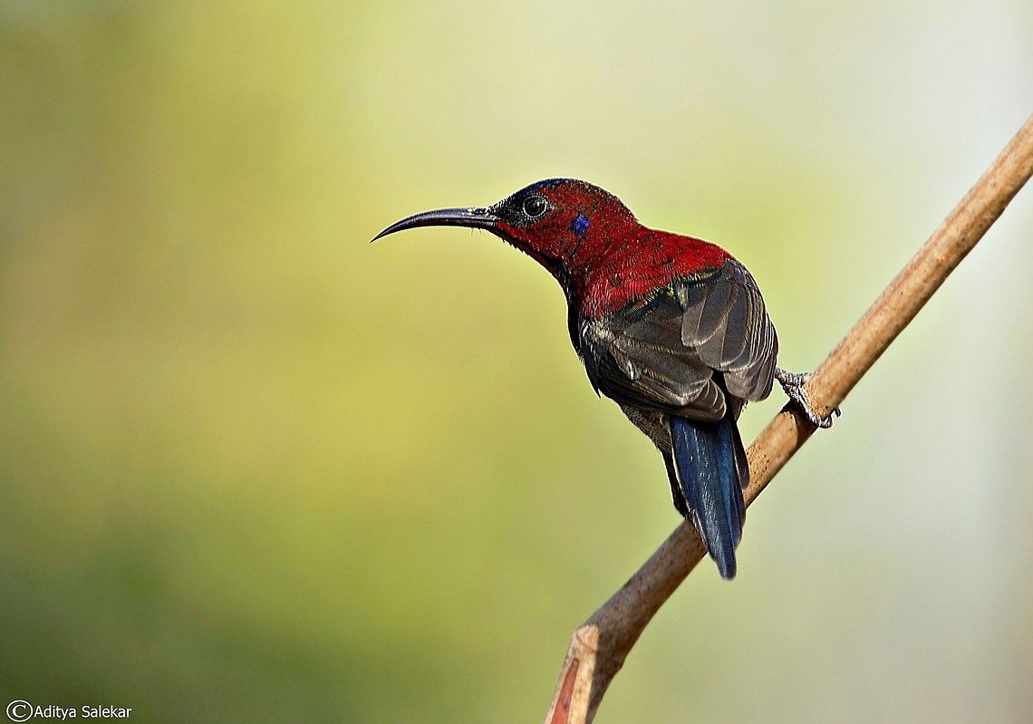The Vigors's sunbird (Aethopyga vigorsii) The Vigors&#039;s sunbird or western crimson sunbird (Aethopyga vigorsii) is a species of sunbird which is endemic to the Western Ghats of India. It has been considered as a subspecies of the crimson sunbird (Aethopyga siparaja) but it does not have the central tail as elongated and is restricted in its distribution. The male has yellow on the lower back and tail is bottle green. The species is distributed mainly in the northern Western Ghats but has been reported from the Nilgiris. It is named after Irish-born zoologist N.A. Vigors by Colonel Sykes.<br />
<br />
 Aethopyga vigorsii,Geotagged,India,Vigors's sunbird,birdingindia,birdsofwesternghats,photographyindia birdsofindia,vigorssunbird,wildlifeindia