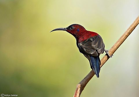 The Vigors's sunbird (Aethopyga vigorsii) The Vigors's sunbird or western crimson sunbird (Aethopyga vigorsii) is a species of sunbird which is endemic to the Western Ghats of India. It has been considered as a subspecies of the crimson sunbird (Aethopyga siparaja) but it does not have the central tail as elongated and is restricted in its distribution. The male has yellow on the lower back and tail is bottle green. The species is distributed mainly in the northern Western Ghats but has been reported from the Nilgiris. It is named after Irish-born zoologist N.A. Vigors by Colonel Sykes.

 Aethopyga vigorsii,Geotagged,India,Vigors's sunbird,birdingindia,birdsofwesternghats,photographyindia birdsofindia,vigorssunbird,wildlifeindia