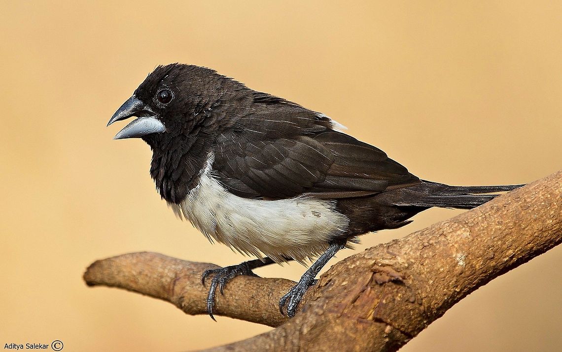 The white-rumped munia  (Lonchura striata) The white-rumped munia or white-rumped mannikin (Lonchura striata), sometimes called striated finch in aviculture, is a small passerine bird from the family of waxbill &quot;finches&quot; (Estrildidae). These are close relatives of the true finches (Fringillidae) and true sparrows (Passeridae).<br />
<br />
The white-rumped munia is approximately 10 to 11 cm in length, with a stubby grey bill and a long black pointed tail. The adults are brown above and on the breast, and lighter below; the rump is white. There is some variation between the subspecies, but the sexes are almost impossible to distinguish in all subspecies; males have a more bulky head and bill.<br />
<br />
The white-rumped munia is a common resident breeder ranging from South Asia to southern China east to Taiwan, and through Southeast Asia south to Sumatra; it frequents open woodland, grassland and scrub, and is well able to adapt to agricultural land use. It is a gregarious bird which feeds mainly on seeds, moving through the undergrowth in groups and sometimes accompanying other birds such as puff-throated babblers (Pellorneum ruficeps). The nest is a large domed grass structure in a tree, bush or grass into which three to eight white eggs are laid. They are also known to use abandoned nests of Baya weaver. They are often found near water and have been observed feeding on algae. It has been suggested that they obtain protein from their diet of algae often in the species Spirogyra, which grows in paddy fields.<br />
<br />
It is a common and widespread bird across its large range, and is thus not considered a threatened species by the IUCN. In fact, it may locally become a nuisance pest of millets and similar grains. Even the Nicobar Islands subspecies with its limited range seems to be able to cope well with human settlement. As it is a drab-coloured and rather reclusive bird inhabiting dense undergrowth, the white-rumped munia is not necessarily conspicuous even where it occurs in considerable numbers Geotagged,India,Lonchura striata,birdingindia,closeup,intothewild,white rumped munia,whiterumpedmunia,wildlifeindia,wildlifephotography