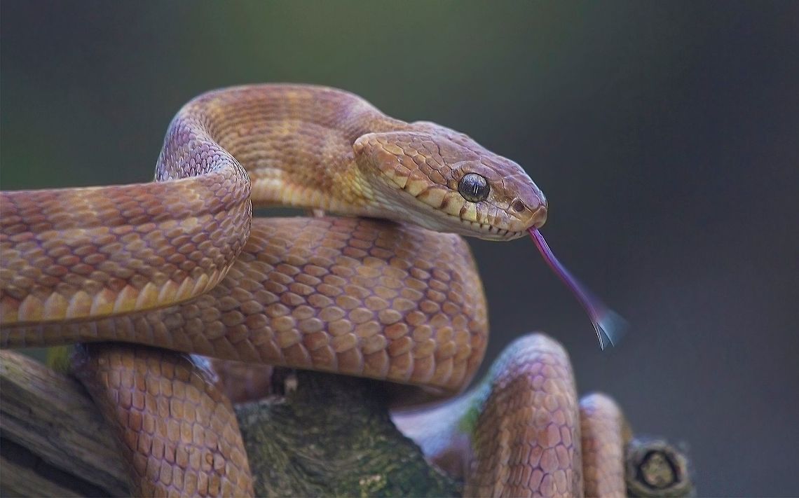 Forsten's Cat Snake ( Boiga forsteni ) Boiga forsteni, commonly known as Forsten&#039;s cat snake, is a species of mildly venomous rear-fanged colubrid endemic to South Asia.<br />
Boiga forstenii is found in Nepal, Sri Lanka, and India (Sikkim, Maharashtra, Kerala).<br />
<br />
The specific name, forstenii, is in honor of Dutch naturalist Eltio Alegondas Forsten (1811&ndash;1843)<br />
<br />
Characteristics for identification: <br />
Identified by checking larger size than other Boiga species, patternless head and light color cross bars in zig-zag manner. Usually identified by checking larger size than other Boiga species, patternless head and light color cross bars in zig-zag manner. <br />
<br />
Description: <br />
Average length- 100cm.<br />
Maximum length- 230cm.<br />
<br />
Dorsal -<br />
Laterally flattened long body. Scales smooth, long shaped and obliquely arranged. Top dosral scales along the vertebra larger than side scales. Dorsal color variable and number of variations seen in patterns also. Usually two most common ground color grayish and brown found in most of its range. Also found in light or dark grayish, reddish-orange. Black, white or yellowish cross bars in zig zag manner starts from neck to posterior body where they become faint but visible. In some specimens dorsal body totally patternless.<br />
<br />
Ventral -<br />
Belly color white, yellow or yellowish-brown; with or without blackish patches on the outer edge of ventral scales. Subcaudal scales paired in zig-zag manner.<br />
<br />
Head -<br />
Head triangular with rounded edge; clearly broader than neck. Top of the head may be lighter than side and patternless. Large eyes bears vertical pupil.<br />
<br />
Tail -<br />
Long and thin tail typically like other arboreal snakes with pointed tip. Dorsal body patterns found in faint form.<br />
<br />
<br />
Hide Scalation<br />
Head: <br />
8-11 supralabials; 3rd to 5th or 4th to 6th in contact with eyes; 1 preocular; 1 loreal; 2 postocular; temporal 3+3 or 3+4.<br />
Dorsal: <br />
Scales smooth with 25/27: 27/29/31: 17/15 oblique rows.<br />
Ventral: <br />
254-273; anal divided.<br />
Sub Caudal: <br />
102-119 (131); paired.<br />
Habitat: <br />
Choose heights for roosting and foraging. Remain hidden in tree holes, caves, piles, dense vegetation at height during day time. Found in variety of dense forests having undisturbed vegetation of hills and plains both. It is one common but rarely seen snake of Saal forests of India.<br />
Natural History: <br />
Activity nocturnal and arboreal. Locomotion moderate. Can be seen from early night to early morning. Behavior shy, elusive and usually non-offensive. On threatening throws much of fore body into tight loops with head above the ground, puff its neck and hiss to frighten its enemy. Gives regular mock attacks to maintain safe distance. Oviparous. Lays up to 10 eggs in tree hole, cracks etc in summers.<br />
Diet: <br />
Feeds equally on lizards, birds, rodents, frogs, other snakes, eggs etc.<br />
Threats: <br />
Threats includes killing due to confusion &amp; misidentification with venomous species like Vipers due to triangular head and vertical pupil. More threats are destruction habitat and road kills.<br />
<br />
Hide Look Alike<br />
Yellow-green Cat Snake Boiga forsteni,Geotagged,India,forstencatsnake,herping,india,thane,yeoorhills