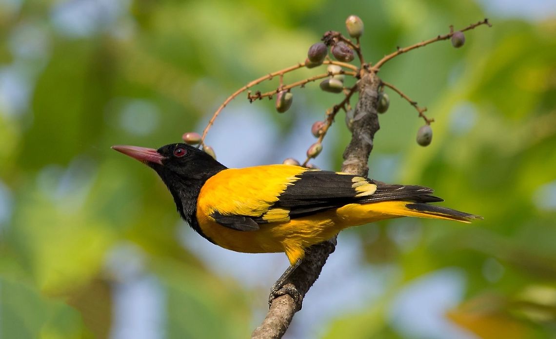 The black-hooded oriole (Oriolus xanthornus) The Black-hooded Oriole is a widespread resident in India and its striking yellow plumage with a black hood stands out amongst the vegetation. Open broad-leafed forests are their primary habitat, however it is not uncommon to sight them in well-wooded areas like village groves and plantations.<br />
<br />
The black-hooded oriole (Oriolus xanthornus) is a member of the oriole family of passerine birds and is a resident breeder in tropical southern Asia from India and Sri Lanka east to Indonesia.<br />
<br />
It is a bird of open woodland and cultivation. The nest is built in a tree, and contains two eggs. Its food is insects and fruit, especially figs, found in the tree canopies where they spend much of their time.<br />
<br />
The male is striking, with the typical oriole black and yellow colouration. The plumage is predominantly yellow, with a solid black hood, and black also in the wings and tail centre.<br />
<br />
The female black-hooded oriole is a drabber bird with greenish underparts, but still has the black hood. Young birds are like the female, but have dark streaking on the underparts, and their hood is not solidly black, especially on the throat.<br />
<br />
The black head of this species is an obvious distinction from Indian golden oriole, Oriolus kundoo, which is a summer visitor to northern India. Orioles can be shy, and even the male may be difficult to see in the dappled yellow and green leaves of the canopy.<br />
<br />
The black-hooded oriole&#039;s flight is somewhat like a thrush, strong and direct with some shallow dips over longer distances. Geotagged,India,Oriolus xanthornus