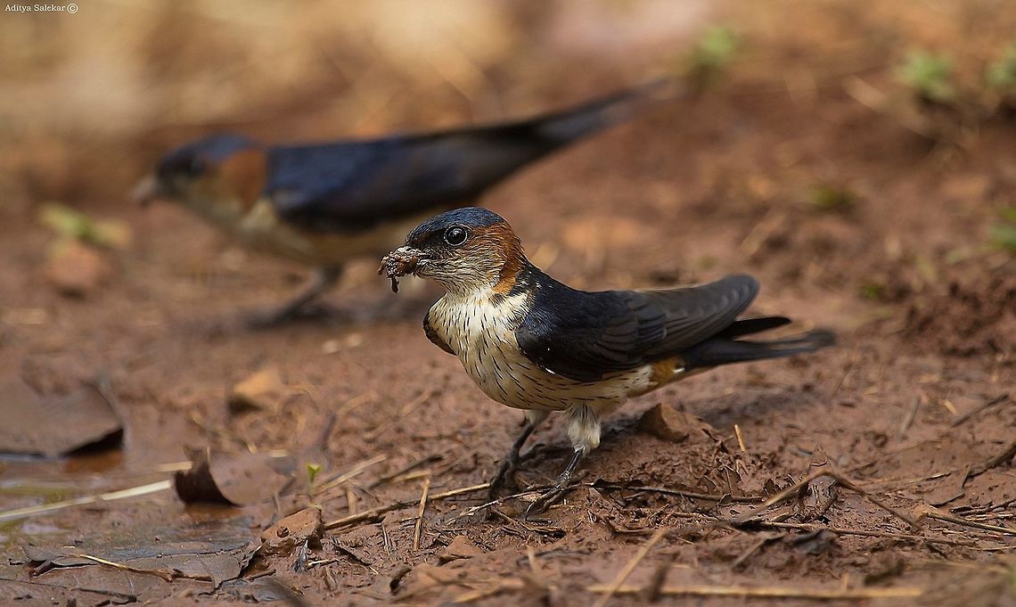 The red-rumped swallow (Cecropis daurica) The red-rumped swallow (Cecropis daurica) is a small passerine bird in the swallow family. It breeds in open hilly country of temperate southern Europe and Asia from Portugal and Spain to Japan, India and tropical Africa. The Indian and African birds are resident, but European and other Asian birds are migratory. They winter in Africa or India and are vagrants to Christmas Island and northern Australia.<br />
<br />
Red-rumped swallows are somewhat similar in habits and appearance to the other aerial insectivores, such as the related swallows and the unrelated swifts (order Apodiformes). They have blue upperparts and dusky underparts.<br />
<br />
They resemble barn swallows, but are darker below and have pale or reddish rumps, face and neck collar. They lack a breast band, but have black undertails. They are fast fliers and they swoop on insects while airborne. They have broad but pointed wings.<br />
<br />
Red-rumped swallows build quarter-sphere nests with a tunnel entrance lined with mud collected in their beaks, and lay 3 to 6 eggs. They normally nest under cliff overhangs in their mountain homes, but will readily adapt to buildings such as mosques and bridges.<br />
<br />
They do not normally form large breeding colonies, but are gregarious outside the breeding season. Many hundreds can be seen at a time on the plains of India. Cecropis daurica,Geotagged,India,Red-rumped swallow,incredibleindia,intothewild,redrumpedswallow,wildlifeindia