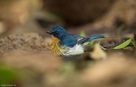 Tickell's blue flycatcher (Cyornis tickelliae) Tickell's blue flycatcher (Cyornis tickelliae) is a small passerine bird in the flycatcher family. This is an insectivorous species which breeds in tropical Asia, from the Indian Subcontinent eastwards to Southeast Asia. Its range stretches across all the countries from India to Indonesia. They are blue on the upperparts and the throat and breast are rufous. They are found in dense scrub to forest habitats.

The name commemorates the British ornithologist Samuel Tickell who collected in India and Burma.

Tickell's blue flycatcher is about 11&ndash;12 cm long. It sits upright and forages mainly in the overgrowth. The male's upper parts are bright blue, its throat and breast are red, and the rest of the underparts are white. The female is duller blue with a brighter blue brow, shoulder, rump, and tail. It hybridizes with the pale-chinned blue flycatcher (Cyornis poliogenys) in the Eastern Ghats of India and these hybrids have sometimes been called the subspecies vernayi. The juvenile is streaked and has a spotted mantle, scaly brown upperparts, head and breast, with just the wings and tail being blue.

They have sometimes been known to feed even after dusk.Apart from flying insects they have been noted to occasionally glean crawling insects.

The widespread species shows regional variations in plumage and size and several of these populations have been designated with subspecies names. The nominate form is found in India, Nepal and Myanmar. The Sri Lankan population is separated as jerdoni (or nesea/mesaea said to be darker[6]) and the population in Thailand and southern Myanmar is named as indochina. Further south is the form sumatrensis (Sumatra Island, Malaysia) and lamprus on Anamba Island.

In the past this species has been considered as a subspecies of the blue-throated blue flycatcher (Cyornis rubeculoides) which resembles this but has a blue throat. Cyornis tickelliae,Geotagged,India,Tickells Blue Flycatcher,eyeperspective,tickellsblueflycatcher,wildlifeindia