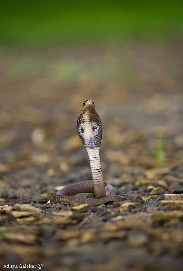 Indian Spectacled Cobra (Juvenile) Naja naja The Indian cobra (Naja naja) also known as the Spectacled cobra, Asian cobra or Binocellate cobra is a species of the genus Naja found in the Indian subcontinent (Pakistan, India) and a member of the "big four" species that inflict the most snakebites on humans in India. This snake is revered in Indian mythology and culture, and is often seen with snake charmers. It is now protected in India under the Indian Wildlife Protection Act (1972).<br />
<br />
Naja naja was first described by Swedish physician, zoologist, and botanist Carl Linnaeus in 1758. The generic name and the specific epithet naja is a Latinisation of the Sanskrit word nāg&aacute; (नाग) meaning "cobra".<br />
<br />
The Indian cobra or spectacled cobra, being common in South Asia, is referred to by a number of local names deriving from the root of Nag (नाग) (Hindi, Oriya, Marathi), Moorkan, മൂര്&zwj;ഖന്&zwj; (Malayalam), Naya-නයා (Sinhalese), Nagu Pamu (Telugu),[8] Nagara Havu (Kannada), Naga Pambu or Nalla pambu (நாகப் பாம்பு/நல்ல பாம்பு) (Tamil) "Phetigom" (Assamese) and Gokhra (গোখরো) (Bengali).<br />
<br />
 Geotagged,India,Indian cobra,Naja naja,indianspectacledcobra,juvenile,najanaja