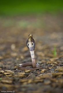 Indian Spectacled Cobra (Juvenile) Naja naja The Indian cobra (Naja naja) also known as the Spectacled cobra, Asian cobra or Binocellate cobra is a species of the genus Naja found in the Indian subcontinent (Pakistan, India) and a member of the "big four" species that inflict the most snakebites on humans in India. This snake is revered in Indian mythology and culture, and is often seen with snake charmers. It is now protected in India under the Indian Wildlife Protection Act (1972).

Naja naja was first described by Swedish physician, zoologist, and botanist Carl Linnaeus in 1758. The generic name and the specific epithet naja is a Latinisation of the Sanskrit word nāgá (नाग) meaning "cobra".

The Indian cobra or spectacled cobra, being common in South Asia, is referred to by a number of local names deriving from the root of Nag (नाग) (Hindi, Oriya, Marathi), Moorkan, മൂര്‍ഖന്‍ (Malayalam), Naya-නයා (Sinhalese), Nagu Pamu (Telugu),[8] Nagara Havu (Kannada), Naga Pambu or Nalla pambu (நாகப் பாம்பு/நல்ல பாம்பு) (Tamil) "Phetigom" (Assamese) and Gokhra (গোখরো) (Bengali).

 Geotagged,India,Indian cobra,Naja naja,indianspectacledcobra,juvenile,najanaja