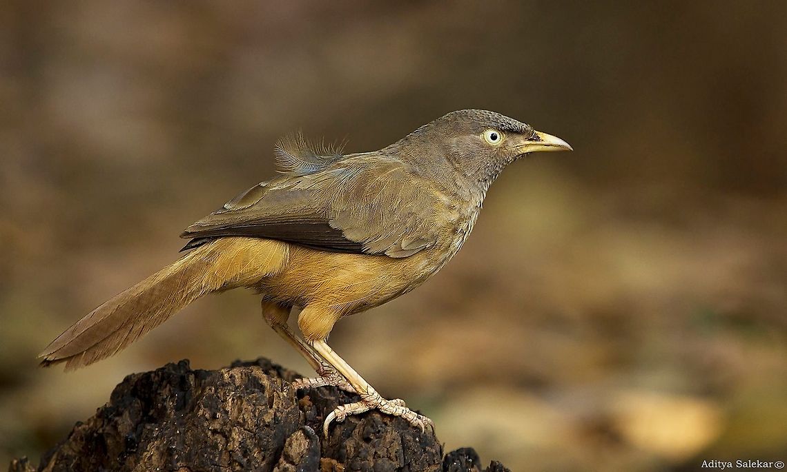Jungle Babbler Turdoides striata The jungle babbler (Turdoides striata) is a member of the Leiothrichidae family found in the Indian subcontinent. They are gregarious birds that forage in small groups of six to ten birds, a habit that has given them the popular name of Seven Sisters or Saath bhai in Hindi with cognates in other regional languages which means "seven brothers<br />
<br />
The jungle babbler is a common resident breeding bird in most parts of the Indian subcontinent and is often seen in gardens within large cities as well as in forested areas. In the past, the orange-billed babbler, Turdoides rufescens, of Sri Lanka was considered to be a race of this babbler, but is elevated to a species. Geotagged,India,Jungle Babbler,Turdoides striata,junglebabbler,wildlifeindia