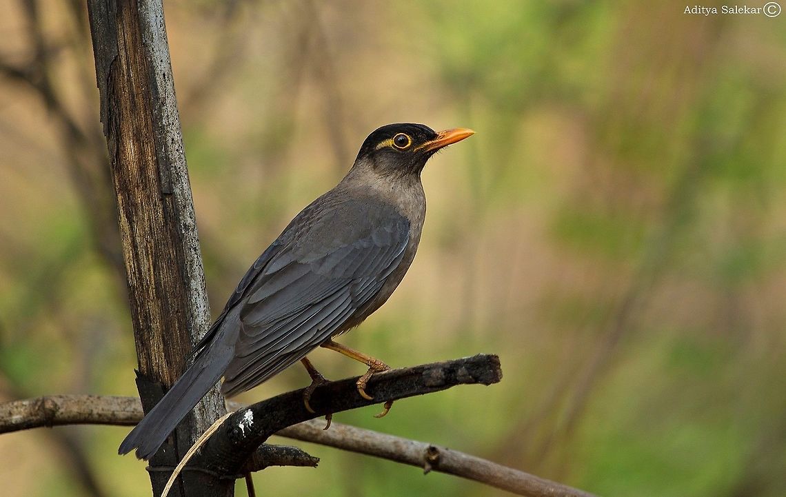 The Indian blackbird (Turdus simillimus) The Indian blackbird (Turdus simillimus) is a member of the thrush family Turdidae. It was formerly considered a subspecies of the common blackbird. It is found in India and Sri Lanka. The subspecies from most of the Indian subcontinent, simillimus, nigropileus, bourdilloni, spencei, and kinnissi, are small, only 19&ndash;20 centimetres (7.5&ndash;8 in) long, and have broad eye-rings. They also differ in proportions, wing formula, egg colour and voice from the common blackbird.<br />
<br />
 Geotagged,India,Indian blackbird,Turdus simillimus,indianblackbird