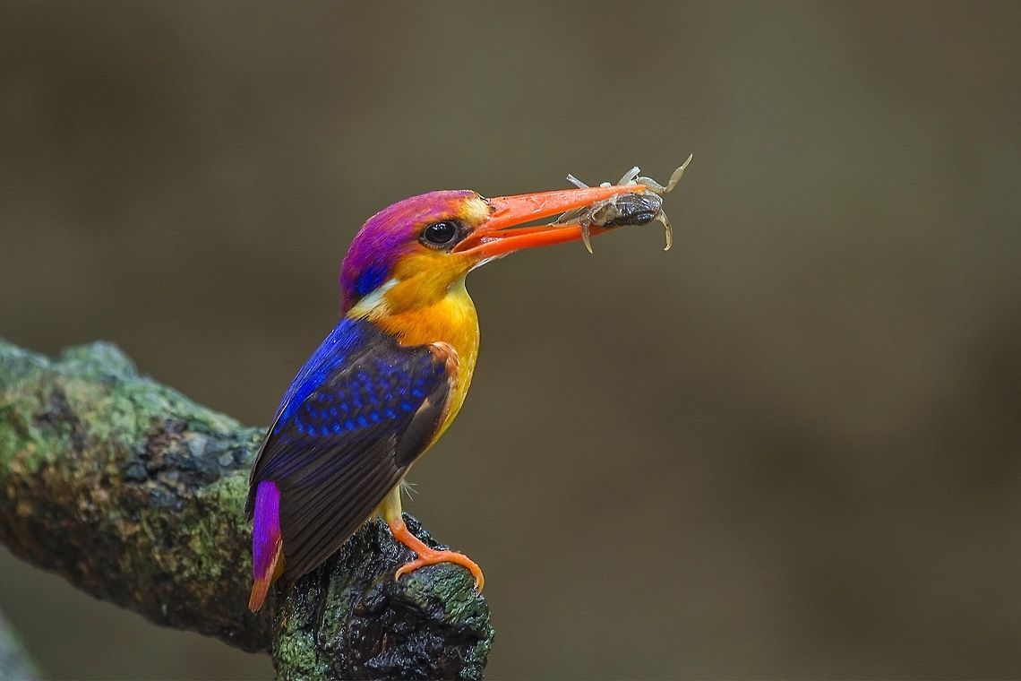 Oriental dwarf kingfisher Ceyx erithaca The Oriental dwarf kingfisher also known as the black-backed kingfisher or three-toed kingfisher is a species of bird in the Alcedinidae family.<br />
<br />
This is a small, red and yellow kingfisher, averaging 13&amp;nbsp;cm in length, yellow underparts with glowing bluish-black upperparts. This is a widespread resident of lowland forest, endemic across much of the Indian subcontinent and Southeast Asia. It is found in Bangladesh, Bhutan, Brunei, Cambodia, India, Indonesia, Laos, Malaysia, Myanmar, Singapore, Sri Lanka and Thailand.<br />
<br />
Breeding / Nesting<br />
<br />
<br />
In southwestern India, they begin to breed in June - with the onset of the Southwest Monsoon. In other areas, their breeding season stretches from October to December.<br />
<br />
The nest is a horizontal tunnel or burrow on a bank up to a meter in length. The nests are constructed by both males and females. They will take turns burrowing out a tunnel with their feet, and then they will hollow out a narrow chamber at the end of the tunnel in which to lay their eggs. The birds will spend between three and seven days working to complete their tunnel. Some birds attack their worksites so forcefully that they have fatally injured themselves as they fly into the tunnels during these excavations. Nests constructed in hard, less penetrable ground will have tunnels that are shorter than those dug into sand or soft soil. Kingfishers are fiercely territorial in defense of their nests.<br />
<br />
The clutch usually consists of 3 to 6 eggs, which are incubated by both the male and female for about 17 days. The chicks are fed with geckos, skinks, snails, frogs, crickets and dragonflies.<br />
<br />
The hatchlings are altricial (without any down, blind and helpless) and they require care and feeding by the parents, who bring the food into the nesting chamber and keep them warm. However, the nestlings grow quickly and soon they are able to travel toward the entrance of the tunnel where they encounter the adults and wait to be fed. Eventually, they are fed on a perch near the entrance. Fledging can last a few days to a few weeks. After that, the chicks will be on their own and will feed themselves.<br />
<br />
The young fledge (leave the nest) when they are about 20 days old. A second brood may be raised if the first nesting attempt was unsuccessful. Ceyx erithaca,Geotagged,India,Oriental dwarf kingfisher,Summer