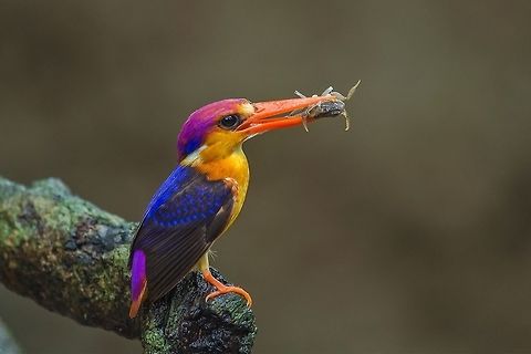 Oriental dwarf kingfisher Ceyx erithaca The Oriental dwarf kingfisher also known as the black-backed kingfisher or three-toed kingfisher is a species of bird in the Alcedinidae family.

This is a small, red and yellow kingfisher, averaging 13&nbsp;cm in length, yellow underparts with glowing bluish-black upperparts. This is a widespread resident of lowland forest, endemic across much of the Indian subcontinent and Southeast Asia. It is found in Bangladesh, Bhutan, Brunei, Cambodia, India, Indonesia, Laos, Malaysia, Myanmar, Singapore, Sri Lanka and Thailand.

Breeding / Nesting


In southwestern India, they begin to breed in June - with the onset of the Southwest Monsoon. In other areas, their breeding season stretches from October to December.

The nest is a horizontal tunnel or burrow on a bank up to a meter in length. The nests are constructed by both males and females. They will take turns burrowing out a tunnel with their feet, and then they will hollow out a narrow chamber at the end of the tunnel in which to lay their eggs. The birds will spend between three and seven days working to complete their tunnel. Some birds attack their worksites so forcefully that they have fatally injured themselves as they fly into the tunnels during these excavations. Nests constructed in hard, less penetrable ground will have tunnels that are shorter than those dug into sand or soft soil. Kingfishers are fiercely territorial in defense of their nests.

The clutch usually consists of 3 to 6 eggs, which are incubated by both the male and female for about 17 days. The chicks are fed with geckos, skinks, snails, frogs, crickets and dragonflies.

The hatchlings are altricial (without any down, blind and helpless) and they require care and feeding by the parents, who bring the food into the nesting chamber and keep them warm. However, the nestlings grow quickly and soon they are able to travel toward the entrance of the tunnel where they encounter the adults and wait to be fed. Eventually, they are fed on a perch near the entrance. Fledging can last a few days to a few weeks. After that, the chicks will be on their own and will feed themselves.

The young fledge (leave the nest) when they are about 20 days old. A second brood may be raised if the first nesting attempt was unsuccessful. Ceyx erithaca,Geotagged,India,Oriental dwarf kingfisher,Summer