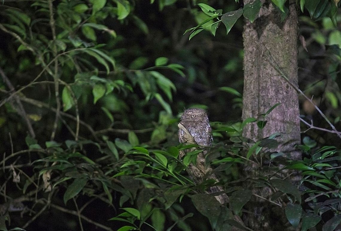 Sri Lanka frogmouth or Ceylon frogmouth (Batrachostomus moniliger) Sri Lanka frogmouth or Ceylon frogmouth (Batrachostomus moniliger) (HABITAT SHOT)- Record Shot  Batrachostomus moniliger,GOA,Geotagged,INDIA,India,SRILANKANFROGMOUTH,Sri Lanka frogmouth