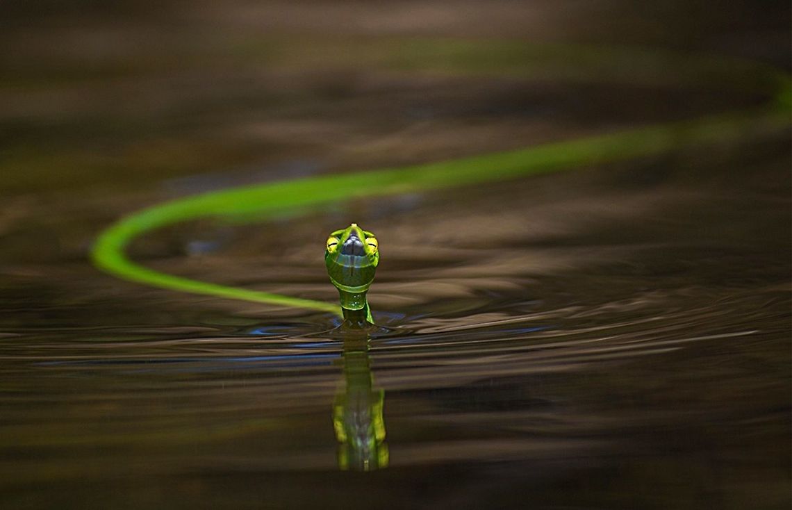 Green Vine Snake (Ahaetulla nasuta) Green Vine Snake (Ahaetulla nasuta)<br />
<br />
Green Vine Snake (Ahaetulla nasuta)<br />
<br />
The Green Vine Snake (Ahaetulla nasuta) is a master of camouflage. Its slender body is almost impossible to pick out in the thick vegetation of forest. It takes patience and practice to find this snake but once you have the technique down, you start to see them everywhere. Green Vines are diurnal, so as soon as it gets dark they curl up on a plant and go to sleep. In the dark, they are a lot easier to see by torch light.<br />
<br />
The Green Vine Snake (Ahaetulla nasuta) relies on its colour to camouflage itself from prey and predator. Common at Sanjay Gandhi National Park &amp; Matheran, they are often seen waiting patiently for prey to come along. They have been known to feed on other snakes and small birds too. They are mildly venomous to humans. When agitated, however, the snake reveals a lot more colors. It breaks into a checkerboard pattern and opens its mouth wide trying to scare away the intruder. When the threat passes by, they swiftly move through the branches to a more secure location.<br />
<br />
<br />
But unfortunately this beautiful species of snake is under the grave danger of illegal wildlife trafficking. This snake species is unlawfully possessed, handled and transported by so called snake rescuers and wildlife photographers who carry them in bottles and mishandle them for the selfish purpose of photography. Ahaetulla nasuta,Geotagged,Green vine snake or Long-nosed whip snake,Greenvine,India,goa,india