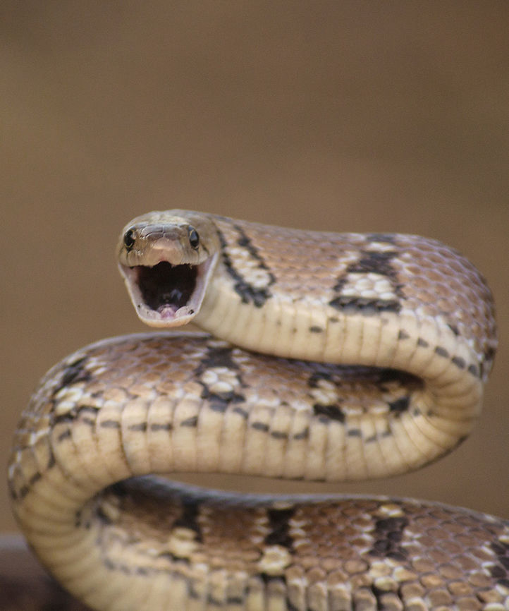 The Montane Trinket Snake The Montane Trinket Snake | Yeoor Hills, Thane<br />
<br />
<br />
GODZILLA!!<br />
<br />
The Montane Trinket Snake | Yeoor Hills, Thane<br />
<br />
<br />
Common Name: Montane trinket<br />
Scientific Name: Coelognathus helena monticollaris<br />
Size: - Adult: 70 cm <br />
<br />
- When Born: 25 cm <br />
<br />
- Maximum: 1.5 m<br />
<br />
Non Venomous Snake<br />
Appearance: The light brown body with regular black cross bars. It can be identified by the broad dark stripe running along each side of the hind body to the tail tip, two short and dark parallel stripes on the neck, and an oblique stripe running from each eye to the outer edge of the mouth. Sometimes there may be another vertical stripe below the eye.<br />
<br />
<br />
Behavior: It is very famous for its threat display but the snake can be handled with care. They do strike repeatedly when threatened. Active by day and night.<br />
<br />
<br />
Distribution: Endemic to Western Ghats and some regions around (Karnataka, Tamil Nadu, Kerala, Maharashtra and Goa). In Maharashtra found in ever green forests and towns (lonavala). I have found this snake in regions around Maharashtra border like in Hubli and Dharwad.<br />
<br />
Habitat: During summers, these snakes inhabit the termite mounds and crevices of rocky places while in winter, they prefer the low lying bushes and trees<br />
<br />
Diet: Just like the famous rat snake of America, the trinket is prodigious rodent eating machine. It feeds on rats, lizards and small birds<br />
<br />
Reproduction: The female snake lays around 6 - 8 long slender eggs. The young ones resemble the parents. Once a trinket had laid 8 eggs on February 14 and the young ones hatched out of it on April 11. Another snake had laid eggs in the month of December. They have also been spotted laying eggs during August<br />
<br />
Status: Trinkets are rarely seen. They like agricultural fields as much as they like forest regions. So the transformation of forest regions into agricultural fields did not affect there survival to a greater extent. Even though they are large and beautiful, they are not killed for the sake of their skin as they are very fewer in number and are rarely encountered<br />
<br />
Fang Facts:<br />
<br />
Trinkets are very well known for their threat display. When threatened they coil up into a &#039;S&#039; shaped loop and hiss loudly with an open mouth.<br />
<br />
■ The trinket snake is famous for its threat display that can make even an experienced snake-handler step back in admiration<br />
<br />
■ Its body gets inflated and flattened to reveal bright white skin under the scales. This bright display increases the apparent size of this small snake and, coupled with spring-like attacking motions of the fore body, is likely to deter most of its common enemies<br />
<br />
■ It can be seen in the evening or night when hunting<br />
<br />
■ They are often mistaken for being venomous, which is not true. Even the famous snake hunting &#039;Erula&#039; community believes it is a venomous snake. Closeup,Coelognathus helena monticollaris,Geotagged,India,MontaneTrinketSnake,Trinket Snake,Winter