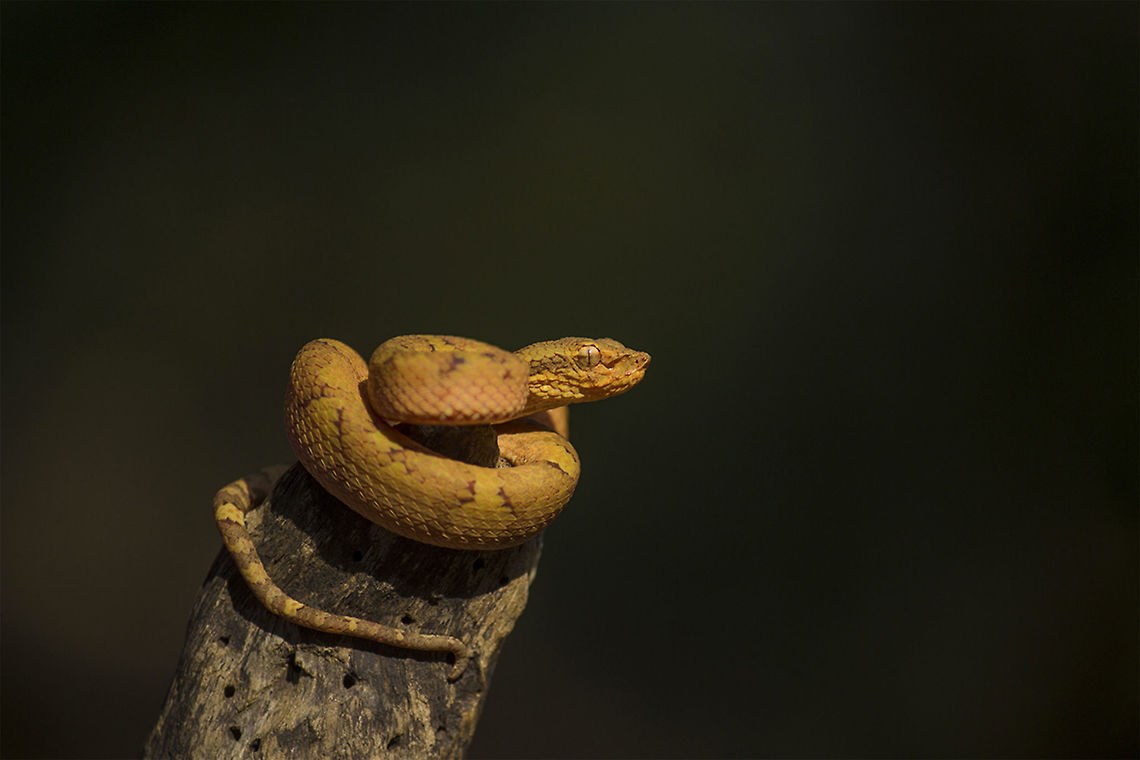 Malabar Pit Viper-Orange Morph. Malabar Pit Viper-Orange Morph.<br />
<br />
<br />
One of the most brilliantly coloured snakes from the Western Ghats in India.<br />
Malabar Pit Viper-Orange Morph.<br />
<br />
(View in Full- Screen) Geotagged,India,Malabar pit viper,MalabarPitViper,Orange Morph.,Trimeresurus malabaricus,Winter