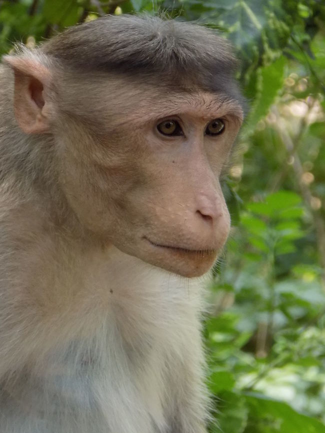Monkey Pic is taken at mysore zoo... Bonnet macaque,Macaca radiata