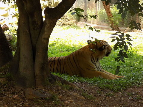 Tiger  Panthera tigris,Tiger