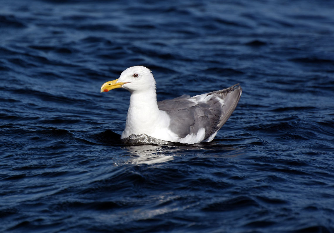 Seagull, Common Gull  Cepora nerissa,Common Gull,European Herring Gull,Larus argentatus,bird,seagull