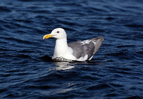 Seagull, Common Gull  Cepora nerissa,Common Gull,European Herring Gull,Larus argentatus,bird,seagull