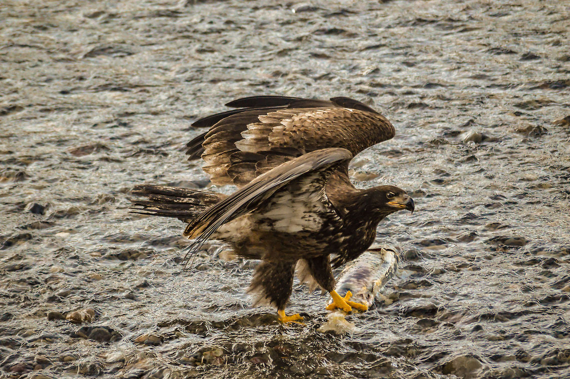 Bald Eagle on the River  Bald Eagle,Haliaeetus leucocephalus