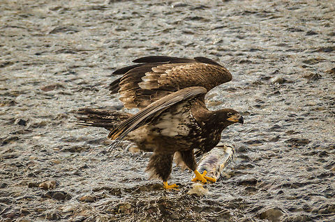 Bald Eagle on the River  Bald Eagle,Haliaeetus leucocephalus