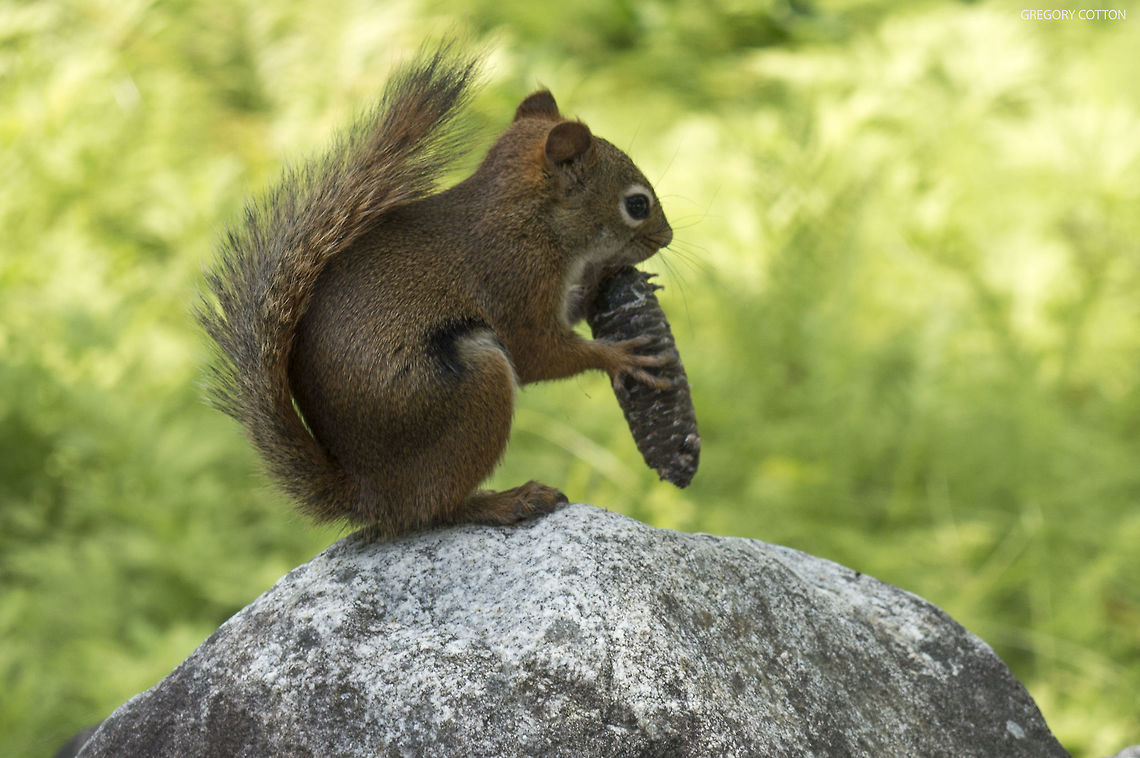 Red Squirrel Taken in Gatineau Park, Quebec. American red squirrel,Canada,Geotagged,Red Squirrel,Sciurus vulgaris,Squirrel,Summer,Tamiasciurus hudsonicus,nature,outdoors,red