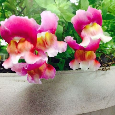 Antirrhinum majus Beautiful snapdragons found in Eau claire WI Antirrhinum majus,Eau Claire,Geotagged,United States