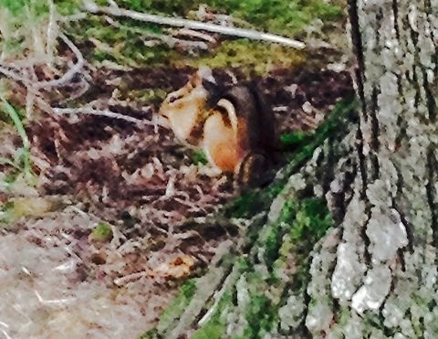 Eastern Chipmunk (Tamias striatus) This Eastern chipmunk was photographed in the summer, caught in the act of stuffing his cheeks for winter. Eastern chipmunk,Eau Claire,Geotagged,Tamias striatus,United States