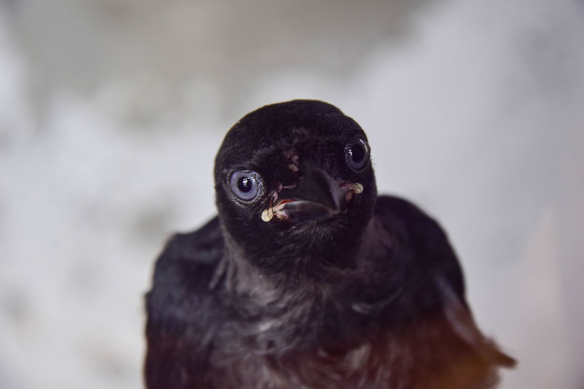 Trapped Came across this little black bird with big blue eyes trapped inside a castle on Italy's Lago Maggiore. American Crow,Corvus brachyrhynchos,Geotagged,Italy,Summer,bird