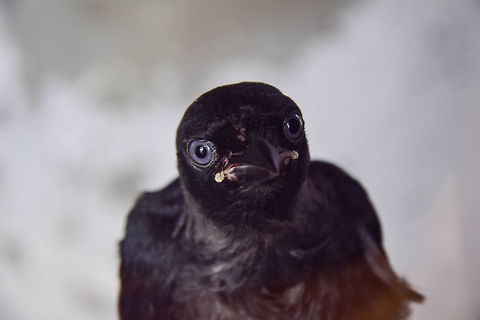 Trapped Came across this little black bird with big blue eyes trapped inside a castle on Italy's Lago Maggiore. American Crow,Corvus brachyrhynchos,Geotagged,Italy,Summer,bird