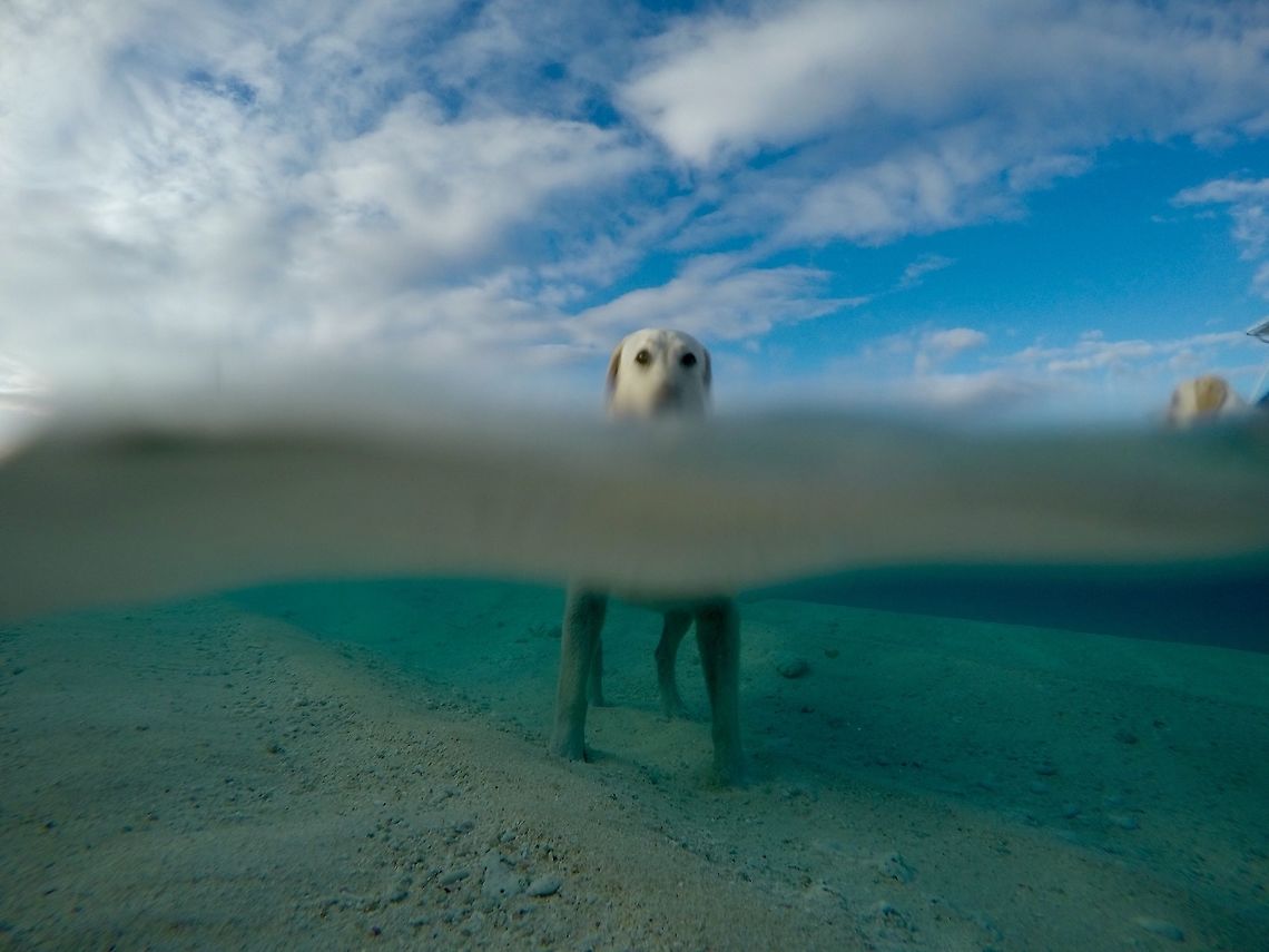 Namotu Lab This picture is of one of the three Labradors that live on Namotu Island in Fiji Canis lupus familiaris,Domestic dog,Fiji,Geotagged,Labrador GoPro Namotu Fiji,Summer,Winter