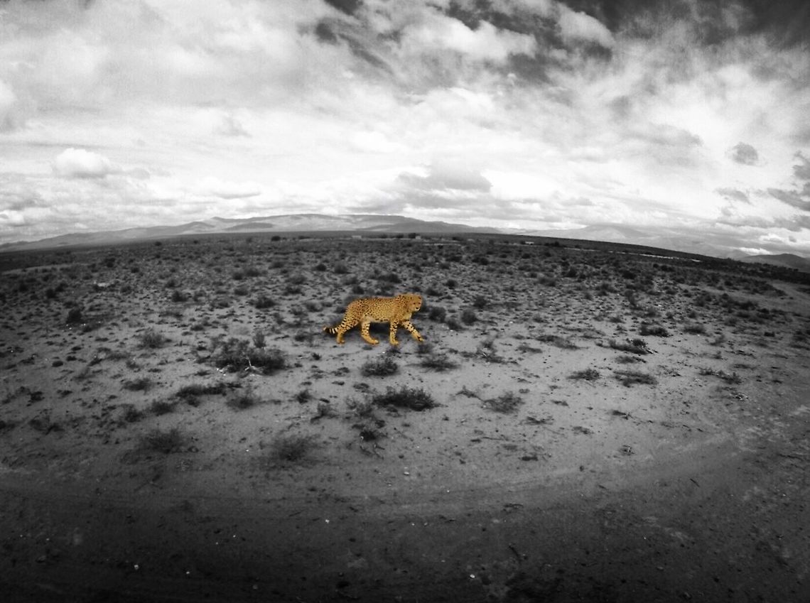 South African Cheetah South African Cheetah at the Inverdoorn Game Reserve<br />
 Acinonyx jubatus,Cheetah,Geotagged,South Africa,United States