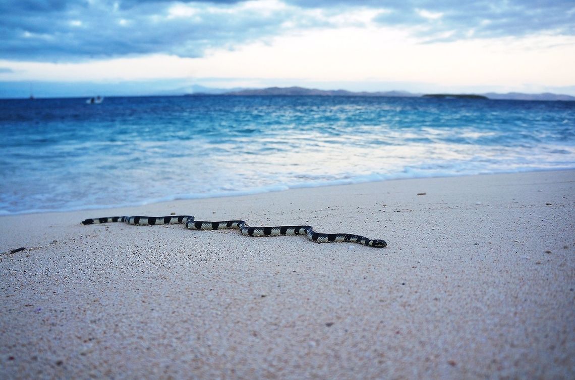 Yellow Lipped Sea Krait Banded sea snake coming to shore on Namotu Island Fiji. Fiji,Geotagged,Laticauda colubrina,Namotu.,Winter,sea snake