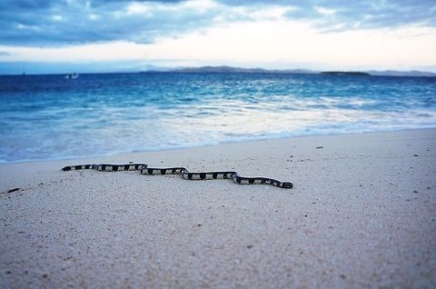 Yellow Lipped Sea Krait Banded sea snake coming to shore on Namotu Island Fiji. Fiji,Geotagged,Laticauda colubrina,Namotu.,Winter,sea snake
