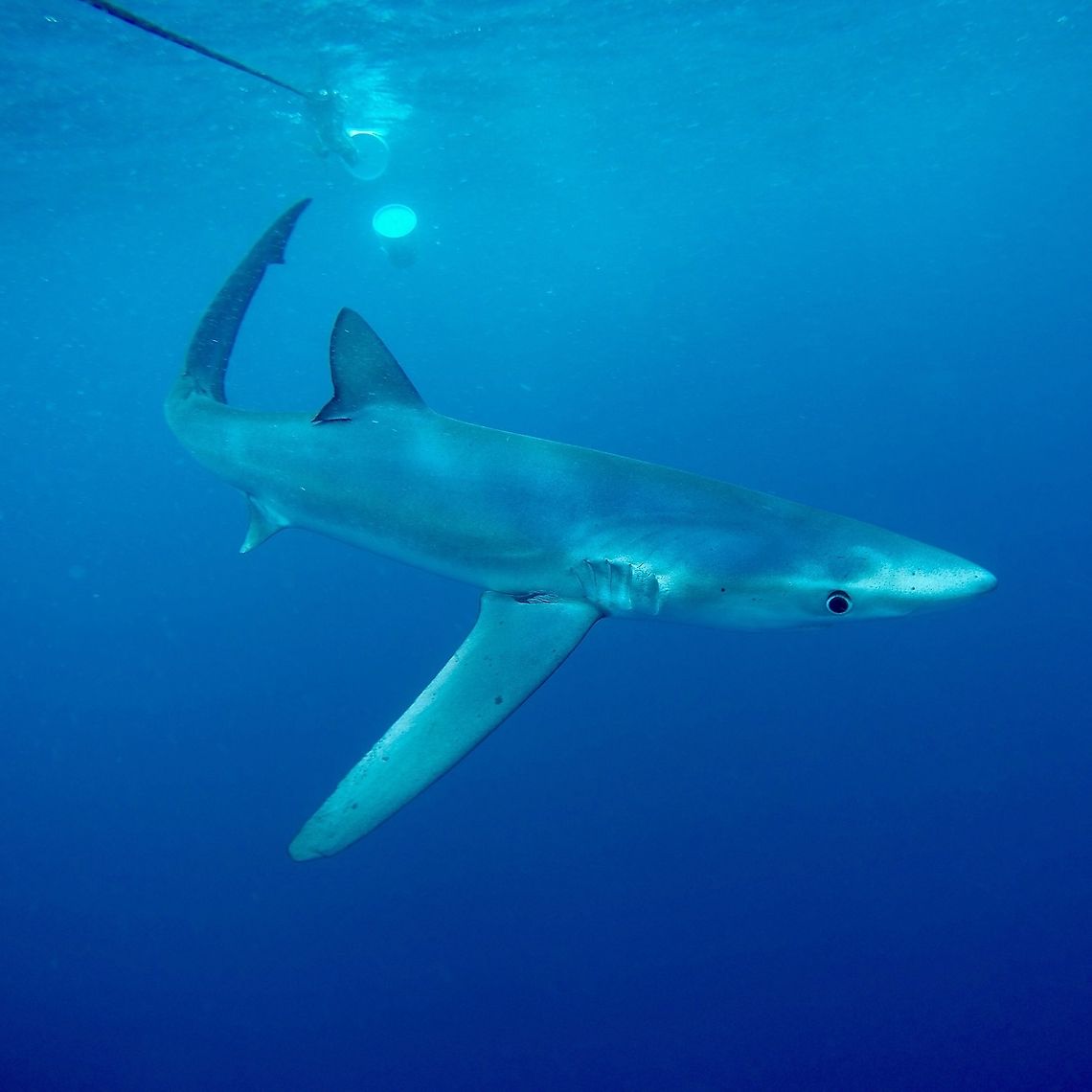 Blue Shark Blue Shark off the coast of San Diego, California.  Blue shark,Geotagged,Prionace glauca,San Diego,Spring,United States,blue shark,shark