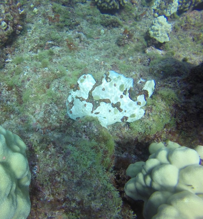 Frogfish (Antennariidae) Picture of a Frog Fish I captured while diving in Kauai, Hawaii. The frog fish does not actually swim. It has a unique way of propelling itself by swallowing water and shooting it out. They can be hard to spot as they blend into their environment with camouflage but are interesting to watch. Antennarius commerson,Commersons frogfish,Diving,Fall,Frog fish,Geotagged,Hawaii,Kauai,United States