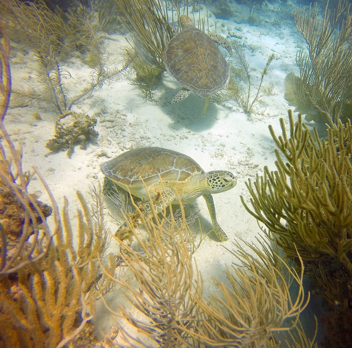 Green Sea Turtles Two Green Sea Turtles in Puerto Rico off of Culebra Island.  The turtles were pretty skittish compared to Hawaiin Turtles but stayed around long enough to get this picture. Chelonia mydas,Diving,Geotagged,Green sea turtle,Puerto Rico,Spring