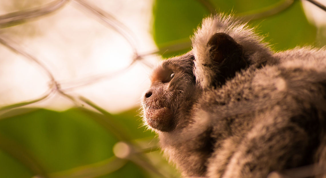 _DSC8805  Callithrix jacchus,Common marmoset