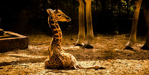_DSC0976  Giraffa camelopardalis,Giraffe