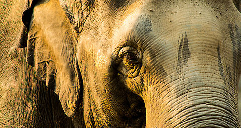 _DSC8795  African forest elephant,Asian elephant,Elephas maximus,Loxodonta cyclotis