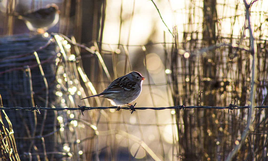 White-Crowned Sparrow, Missouri On a cool autumn evening I grabbed my camera and headed outside for a walk, my dog and goat came along for company. I snapped many pictures of birds, for it was migrating season, but it wasn&#039;t until the end of my pleasant walk that I paused to see two sparrows resting on a barbed wire fence. Quickly, I shot picture after picture making sure not to miss the moment. Satisfied with my photos I ended my stroll and stepped inside out of the fall breeze. Bird,Geotagged,Missouri,United States,White-crowned Sparrow,Winter,Zonotrichia leucophrys,female,wildlife,winter