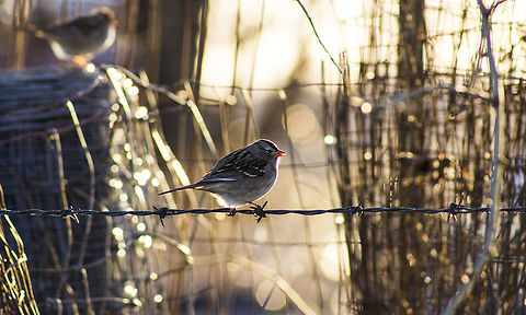 White-Crowned Sparrow, Missouri On a cool autumn evening I grabbed my camera and headed outside for a walk, my dog and goat came along for company. I snapped many pictures of birds, for it was migrating season, but it wasn't until the end of my pleasant walk that I paused to see two sparrows resting on a barbed wire fence. Quickly, I shot picture after picture making sure not to miss the moment. Satisfied with my photos I ended my stroll and stepped inside out of the fall breeze. Bird,Geotagged,Missouri,United States,White-crowned Sparrow,Winter,Zonotrichia leucophrys,female,wildlife,winter