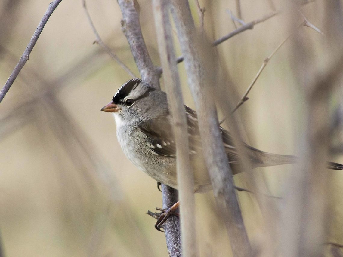 White-Crowned Sparrow, Missouri On a beautiful December evening, I stepped out the door with my camera ready to shoot some birds. Though common this time of the year, it was still a challenge for me to snap a picture of this energetic bird as it flew from tree to tree. But in the end I was pleased with my photos. Fall,Geotagged,Missouri,United States,White-crowned Sparrow,Zonotrichia leucophrys,bird,male,wildlife,winter