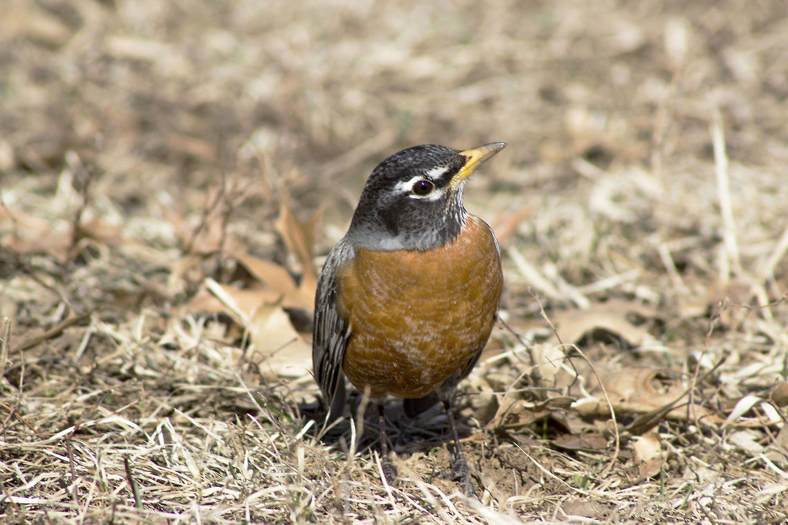 American Robin, Missouri One day, at the park, me and my friend were strolling around taking pictures of the ducks and geese on the pond. When we noticed a robin on the ground next to a tree. We crept closer and closer to the bird snapping images. Eventually we were so close we could have touched it, but we held our hands still; we didn't want to scare it away. The robin must be used to humans from living at a park, I was the one not so used to being so close to a wild bird. American Robin,Geotagged,Turdus migratorius,United States,Winter,park,wildlife