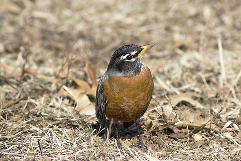 American Robin, Missouri One day, at the park, me and my friend were strolling around taking pictures of the ducks and geese on the pond. When we noticed a robin on the ground next to a tree. We crept closer and closer to the bird snapping images. Eventually we were so close we could have touched it, but we held our hands still; we didn't want to scare it away. The robin must be used to humans from living at a park, I was the one not so used to being so close to a wild bird. American Robin,Geotagged,Turdus migratorius,United States,Winter,park,wildlife