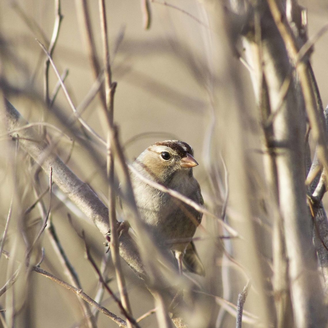 White-Crowned Sparrow, Missouri One gorgeous December evening, I jumped out the door with my camera ready to shoot some birds. Though common this time of the year, it was still a challenge for me to grab a picture of this energetic bird as it flew from tree to tree and bush to bush. But in the end I was left with some very appetizing photos.<br />
 Fall,Female,Geotagged,Missouri,United States,White-crowned Sparrow,Zonotrichia leucophrys,wildlife