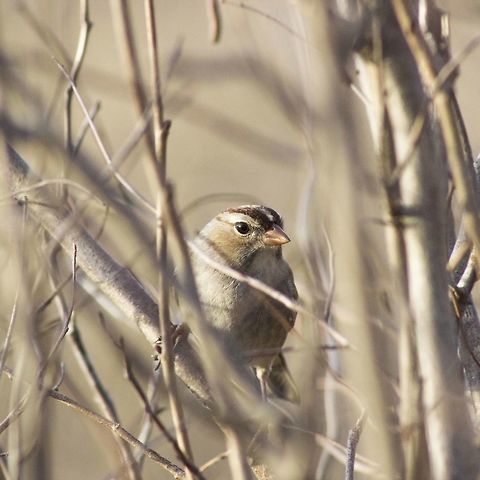 White-Crowned Sparrow, Missouri One gorgeous December evening, I jumped out the door with my camera ready to shoot some birds. Though common this time of the year, it was still a challenge for me to grab a picture of this energetic bird as it flew from tree to tree and bush to bush. But in the end I was left with some very appetizing photos.
 Fall,Female,Geotagged,Missouri,United States,White-crowned Sparrow,Zonotrichia leucophrys,wildlife
