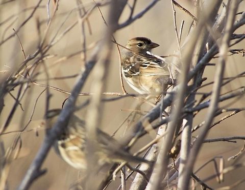 White-Crowned Sparrow, Missouri With my camera ready to shoot some birds I leaped out the front door. Jumping from tree to tree and bush to bush were sparrows everywhere. It was quite a game slowly creeping about the yard making sure not to stir the birds away from their resting spots. But in the end I was gifted with many clear photos. Fall,Geotagged,Missouri,United States,White-crowned Sparrow,Zonotrichia leucophrys,female,wildlife