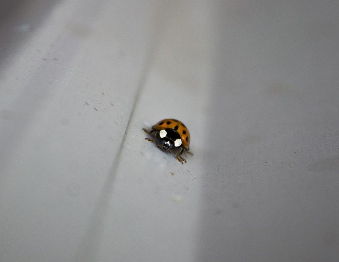 Ladybug Crawling up the side of a shed I spotted an orange ladybug. Quickly I started snapping images. The bug became a supermodel and stood in place letting me get some shots. Thank you, Ladybug, for stopping in the middle of your life and letting me have these photos. Fall,Geotagged,Harmonia axyridis,Missouri,United States,insect