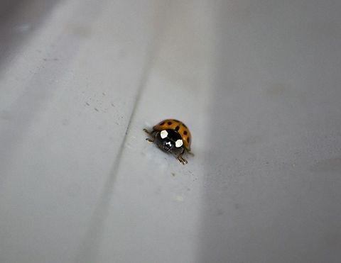 Ladybug Crawling up the side of a shed I spotted an orange ladybug. Quickly I started snapping images. The bug became a supermodel and stood in place letting me get some shots. Thank you, Ladybug, for stopping in the middle of your life and letting me have these photos. Fall,Geotagged,Harmonia axyridis,Missouri,United States,insect