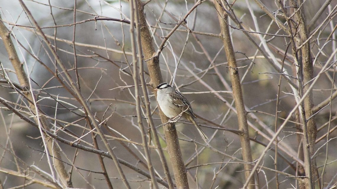 White-Crowned Sparrow, Missouri I looked out the window to see birds(mostly sparrows) leaping from bush to bush and flying from tree to tree. Excitedly I leaped out the front door, camera in hand, ready to snap some birds. I crept around the yard peeking through branches to snatch the perfect shot. In the end I was left with many pictures that I&#039;m proud to call mine. Fall,Geotagged,Male,United States,White-crowned Sparrow,Zonotrichia leucophrys,bird,wildlife