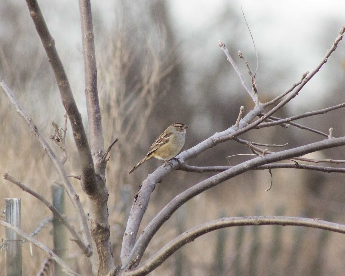 White-Crowned Sparrow, Missouri I looked out the window to see birds(mostly sparrows) energetically leaping from bush to tree. Camera in hand I was ready to snap some birds. I sneaked around the yard peeking through trees looking for the perfect shot. In the end I was left with many pictures that I&#039;m proud to call mine. Fall,Geotagged,Missouri,United States,White-crowned Sparrow,Zonotrichia leucophrys,bird,female,wildlife,winter